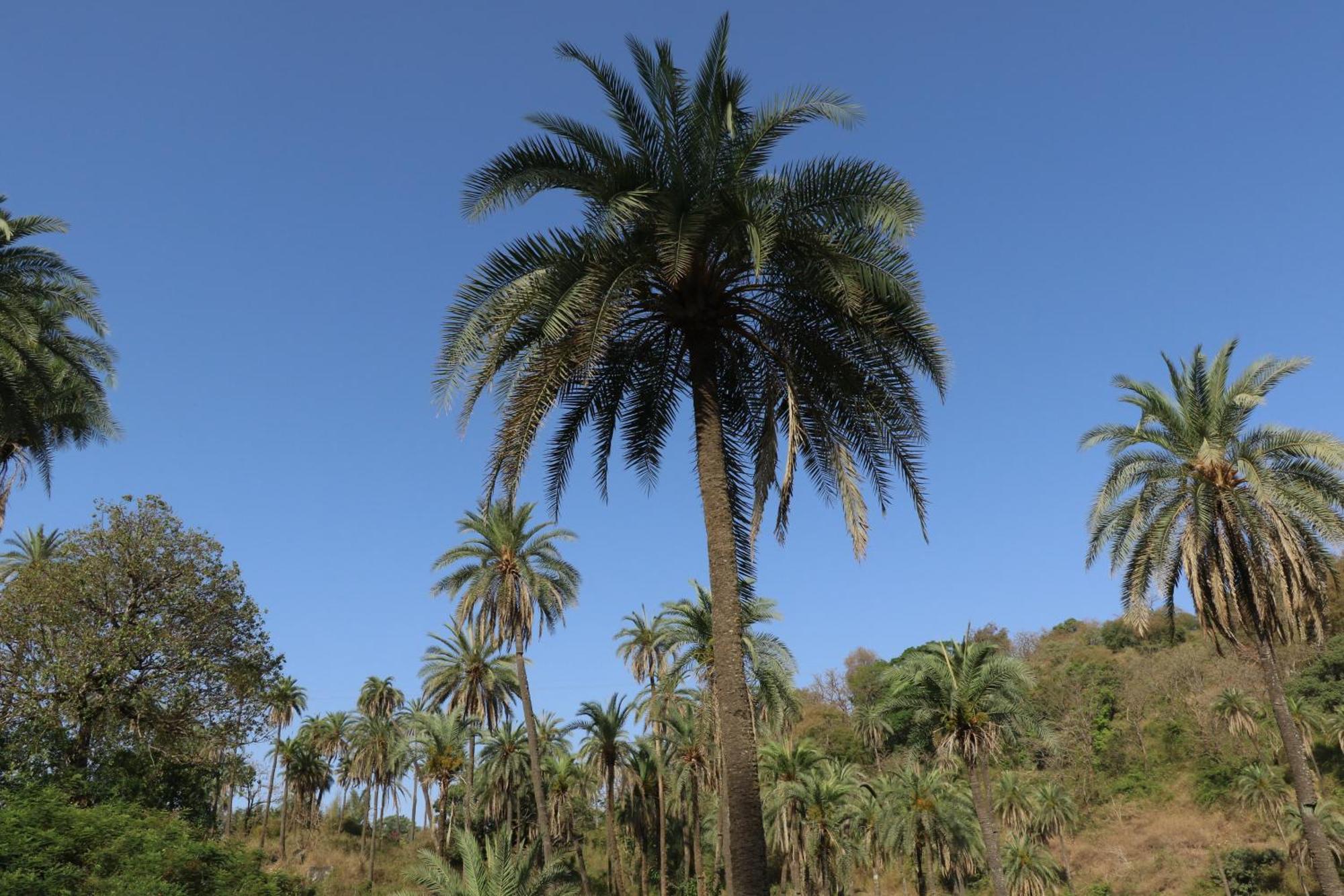 Hari Niwas - A Boutique Garden Resort Mount Abu Bagian luar foto